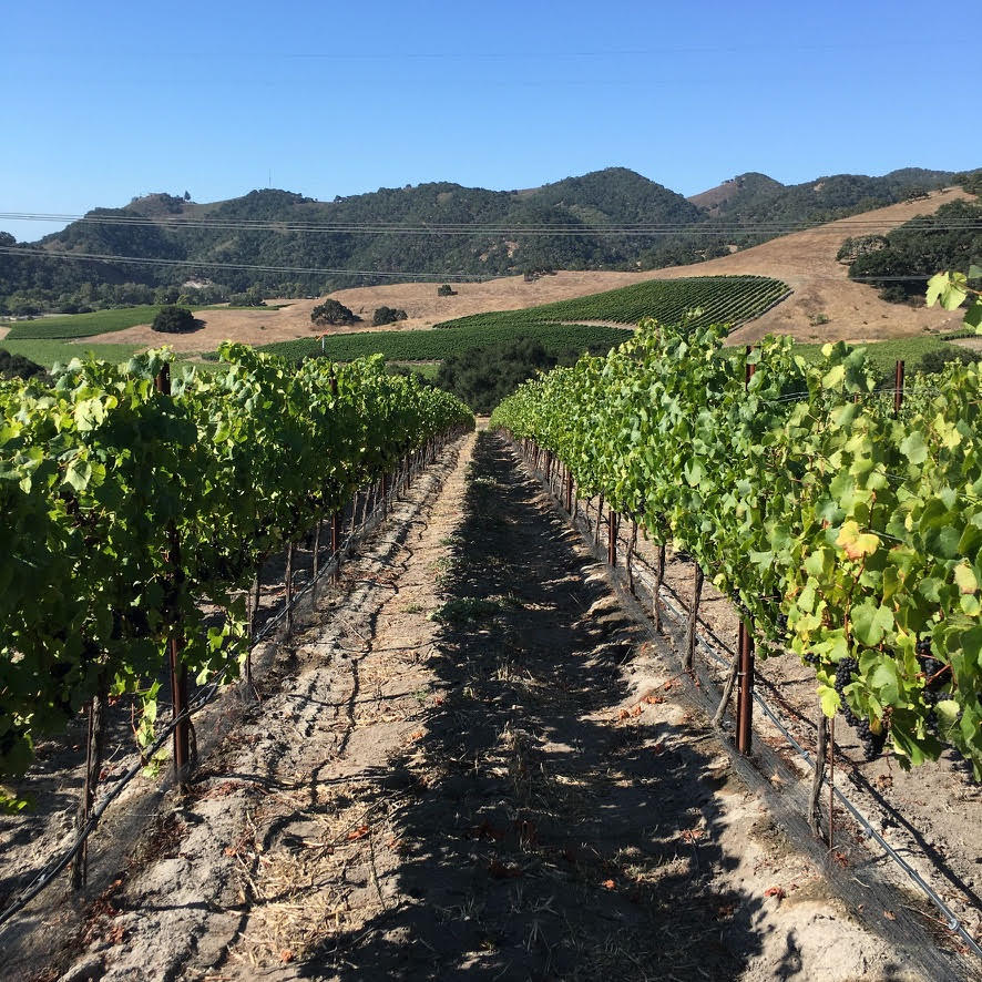 Vineyard rows with lush grapevines at Glunz Family Winery, surrounded by rolling hills and scenic la.